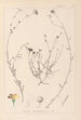 Herbier de la flore française Pl0013 - Louis Antoine Cusin — vista dell’opera