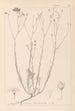 Herbier de la flore française Pl0015 - Louis Antoine Cusin — vista dell’opera