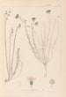 Herbier de la flore française Pl0020 - Louis Antoine Cusin — vista dell’opera