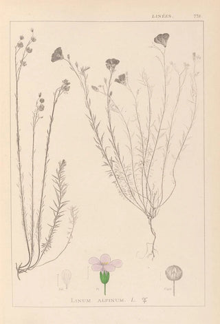 Louis Antoine Cusin - Herbier de la flore franaise Pl0020.webp