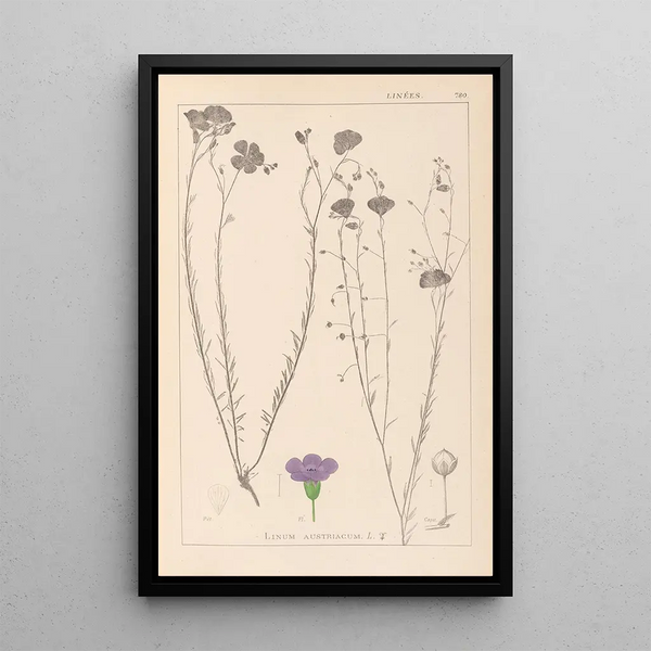Louis Antoine Cusin - Herbier de la flore franaise Pl0022.webp