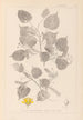 Herbier de la flore française Pl0026 - Louis Antoine Cusin — Ansicht des Kunstwerks