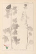 Herbier de la flore française Pl0034 - Louis Antoine Cusin — vista dell’opera
