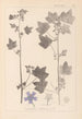 Herbier de la flore française Pl0046 - Louis Antoine Cusin — vista dell’opera