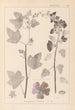 Herbier de la flore française Pl0047 - Louis Antoine Cusin — vista dell’opera