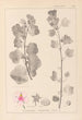 Herbier de la flore française Pl0048 - Louis Antoine Cusin — Ansicht des Kunstwerks