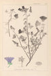 Herbier de la flore française Pl0049 - Louis Antoine Cusin — Ansicht des Kunstwerks
