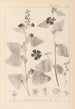 Herbier de la flore française Pl0051 - Louis Antoine Cusin — vista dell’opera