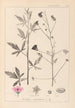 Herbier de la flore française Pl0052 - Louis Antoine Cusin — vista dell’opera