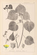 Herbier de la flore française Pl0056 - Louis Antoine Cusin — vista dell’opera