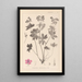 Herbier de la flore française Pl0059 - Louis Antoine Cusin — quadro incorniciato alla parete