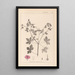 Herbier de la flore française Pl0061 - Louis Antoine Cusin — quadro incorniciato alla parete