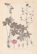 Herbier de la flore française Pl0063 - Louis Antoine Cusin — Ansicht des Kunstwerks