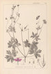 Herbier de la flore française Pl0064 - Louis Antoine Cusin — vista dell’opera