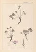 Herbier de la flore française Pl0066 - Louis Antoine Cusin — vista dell’opera