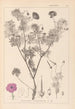 Herbier de la flore française Pl0067 - Louis Antoine Cusin — vista dell’opera