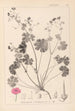 Herbier de la flore française Pl0071 - Louis Antoine Cusin — Ansicht des Kunstwerks