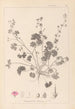 Herbier de la flore française Pl0072 - Louis Antoine Cusin — vista dell’opera