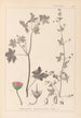 Herbier de la flore française Pl0075 - Louis Antoine Cusin — vista dell’opera