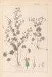 Herbier de la flore française Pl0076 - Louis Antoine Cusin — vista dell’opera