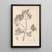 Herbier de la flore française Pl0078 - Louis Antoine Cusin — quadro incorniciato alla parete