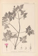Herbier de la flore française Pl0078 - Louis Antoine Cusin — vista dell’opera