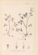 Herbier de la flore française Pl0079 - Louis Antoine Cusin — Ansicht des Kunstwerks