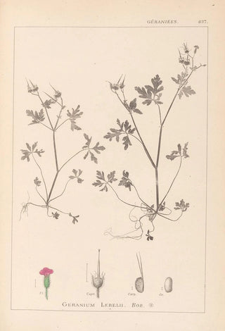 Louis Antoine Cusin - Herbier de la flore franaise Pl0079.webp