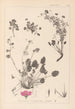 Herbier de la flore française Pl0082 - Louis Antoine Cusin — vista dell’opera