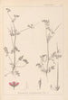 Herbier de la flore française Pl0086 - Louis Antoine Cusin — vista dell’opera
