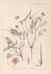 Herbier de la flore française Pl0088 - Louis Antoine Cusin — Ansicht des Kunstwerks