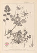 Herbier de la flore française Pl0089 - Louis Antoine Cusin — Ansicht des Kunstwerks