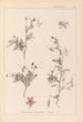 Herbier de la flore française Pl0093 - Louis Antoine Cusin — vista dell’opera
