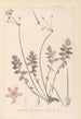 Herbier de la flore française Pl0095 - Louis Antoine Cusin — vista dell’opera