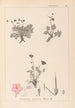 Herbier de la flore française Pl0096 - Louis Antoine Cusin — vista dell’opera