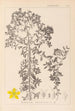 Herbier de la flore française Pl0098 - Louis Antoine Cusin — Ansicht des Kunstwerks