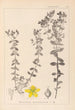 Herbier de la flore française Pl0100 - Louis Antoine Cusin — Ansicht des Kunstwerks