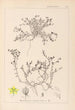 Herbier de la flore française Pl0102 - Louis Antoine Cusin — vista dell’opera
