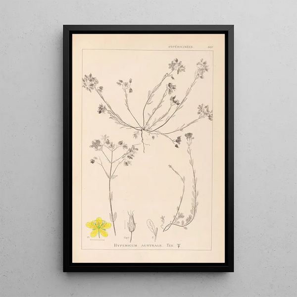 Louis Antoine Cusin - Herbier de la flore franaise Pl0104.webp