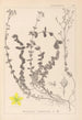 Herbier de la flore française Pl0106 - Louis Antoine Cusin — vista dell’opera