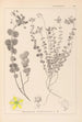 Herbier de la flore française Pl0110 - Louis Antoine Cusin — vista dell’opera