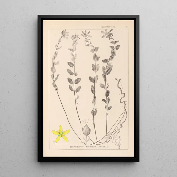 Louis Antoine Cusin - Herbier de la flore franaise Pl0114.webp