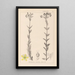 Herbier de la flore française Pl0115 - Louis Antoine Cusin — quadro incorniciato alla parete