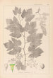 Herbier de la flore française Pl0124 - Louis Antoine Cusin — vista dell’opera
