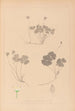Herbier de la flore française Pl0129 - Louis Antoine Cusin — Ansicht des Kunstwerks