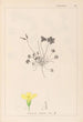 Herbier de la flore française Pl0130 - Louis Antoine Cusin — vista dell’opera