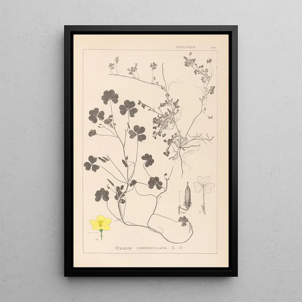 Louis Antoine Cusin - Herbier de la flore franaise Pl0132.webp