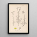 Herbier de la flore française Pl0134 - Louis Antoine Cusin — quadro incorniciato alla parete