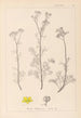 Herbier de la flore française Pl0134 - Louis Antoine Cusin — vista dell’opera