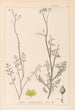 Herbier de la flore française Pl0135 - Louis Antoine Cusin — Ansicht des Kunstwerks